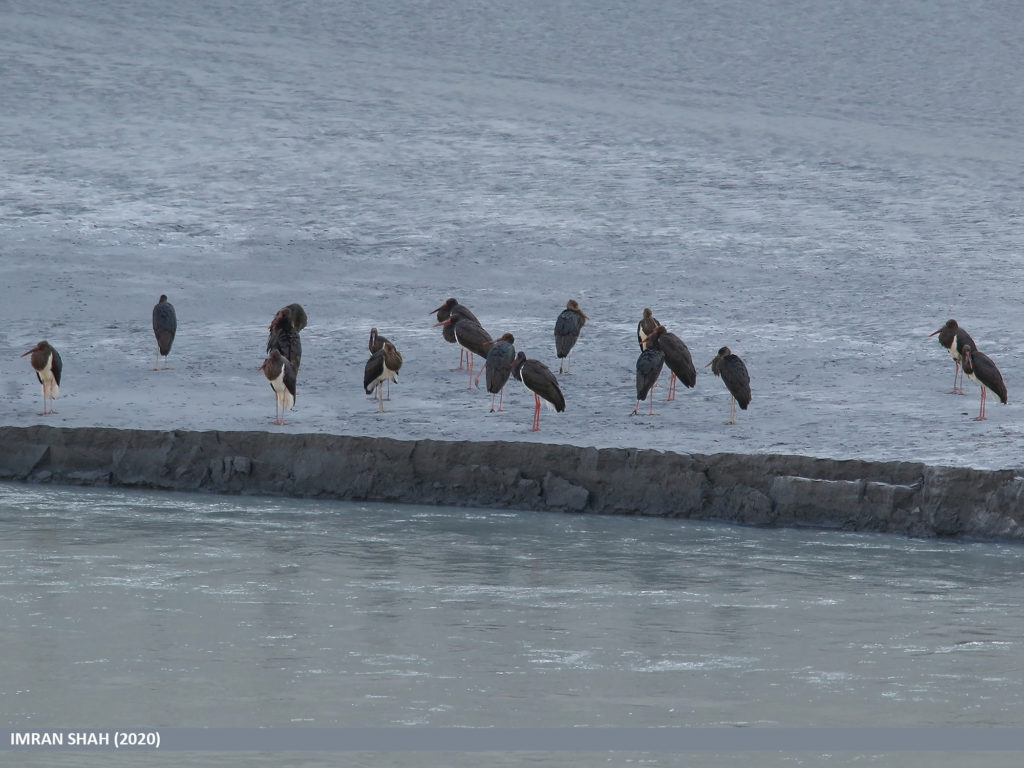 Черный аист описание птицы, особенности, виды, среда обитания