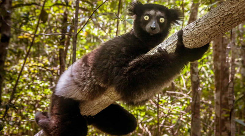 Лемур Лори: описание животного, особенности, виды, среда обитания