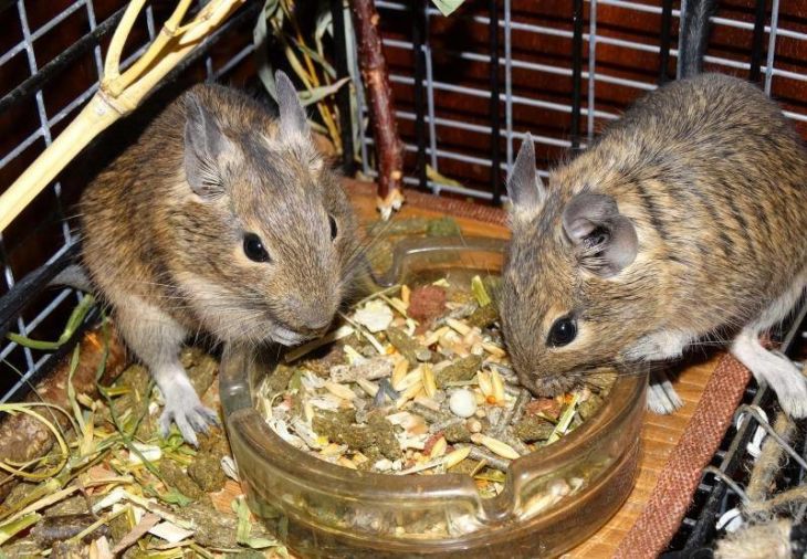 Прирученная белка дегу: условия содержания и режим кормления