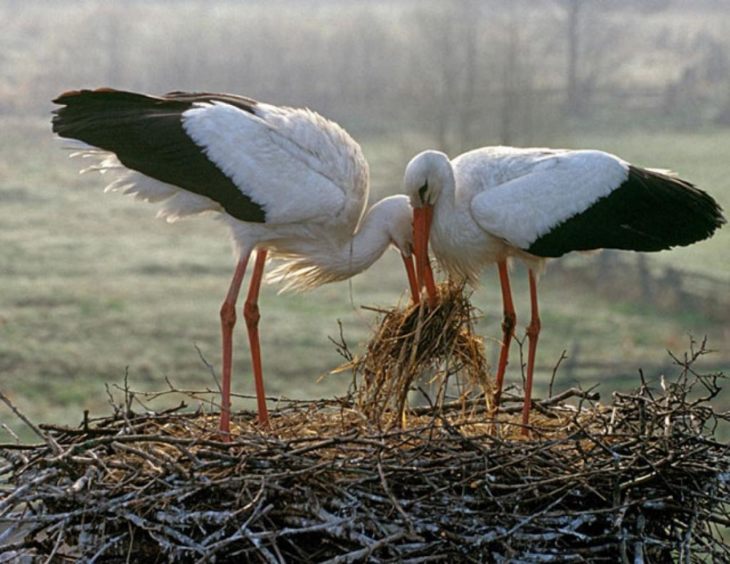 Описание и характеристики аиста: чем питаются, где живут и сколько живут