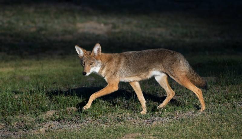 Койот - описание дикого животного, внешний вид, питание, где живет