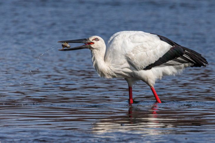 Описание и характеристики аиста: чем питаются, где живут и сколько живут