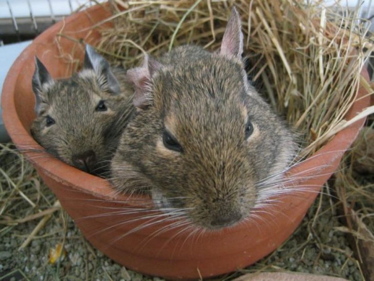 Прирученная белка дегу: условия содержания и режим кормления