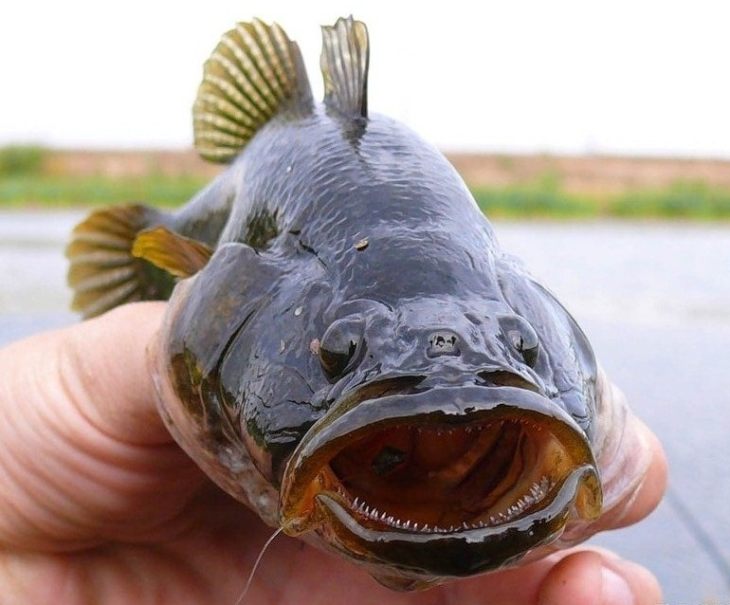 Рыба ротан: описание, особенности, виды, образ жизни и среда обитания