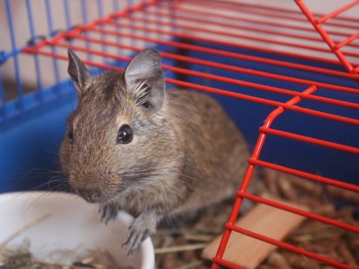 Прирученная белка дегу: условия содержания и режим кормления