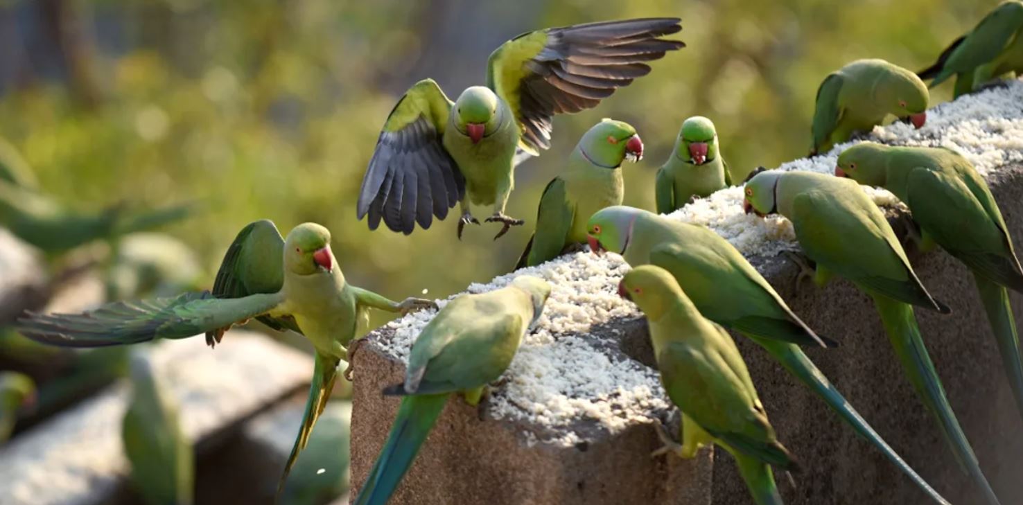 Александрийский попугай – покладистый друг человека