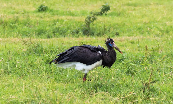 Описание и характеристики аиста: чем питаются, где живут и сколько живут
