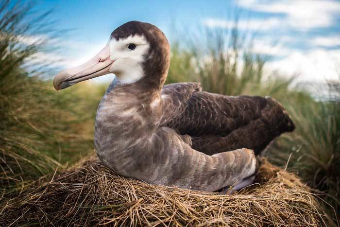 Альбатрос: описание, как выглядит, где обитает, размер, размах крыльев, где живет самая большая птица