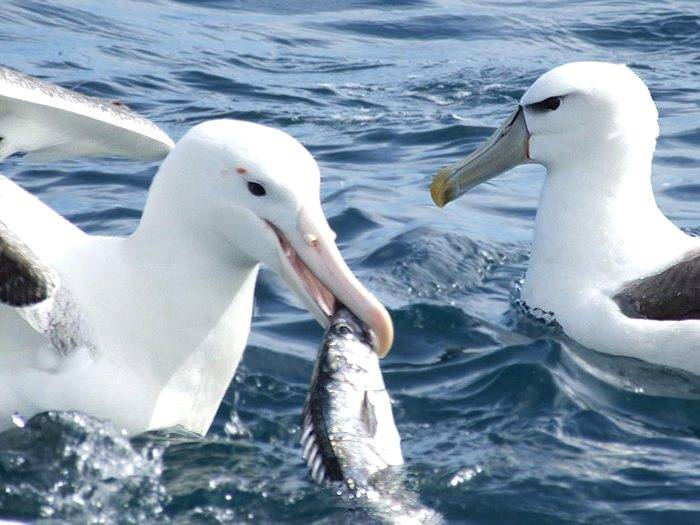 Альбатрос: описание, как выглядит, где обитает, размер, размах крыльев, где живет самая большая птица