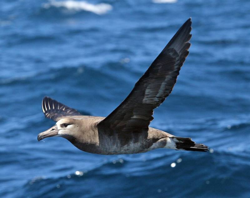 Альбатрос: описание, как выглядит, где обитает, размер, размах крыльев, где живет самая большая птица