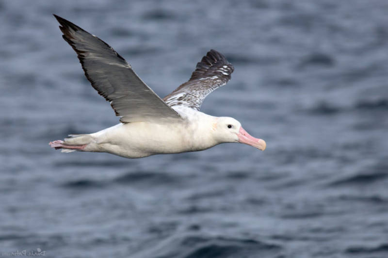 Альбатрос: описание, как выглядит, где обитает, размер, размах крыльев, где живет самая большая птица