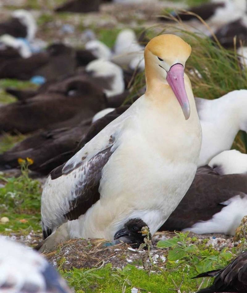 Альбатрос: описание, как выглядит, где обитает, размер, размах крыльев, где живет самая большая птица