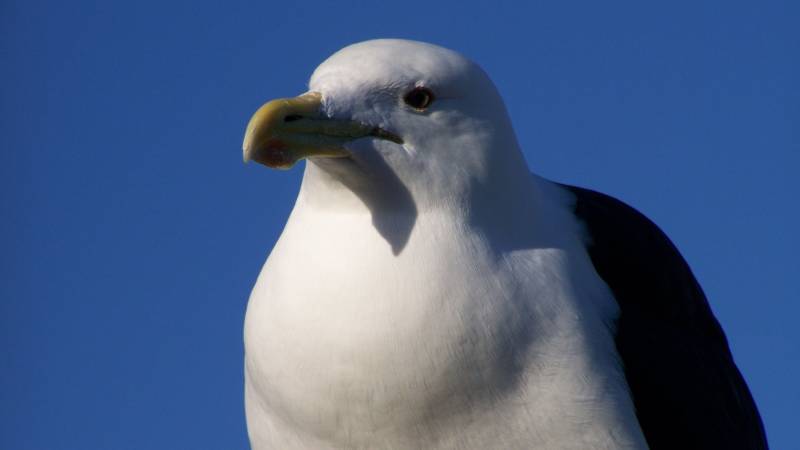 Альбатрос: описание, как выглядит, где обитает, размер, размах крыльев, где живет самая большая птица