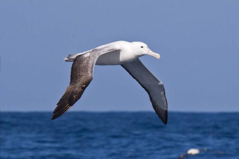 Альбатрос: описание, как выглядит, где обитает, размер, размах крыльев, где живет самая большая птица