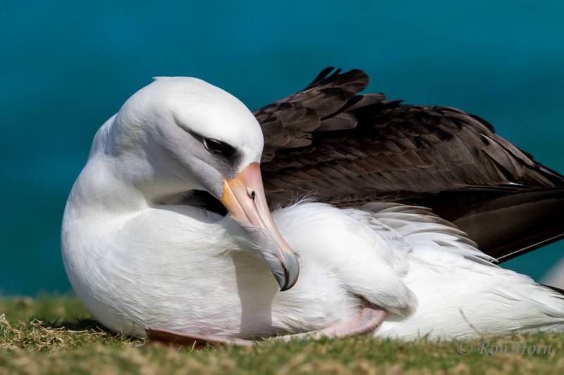 Альбатрос: описание, как выглядит, где обитает, размер, размах крыльев, где живет самая большая птица