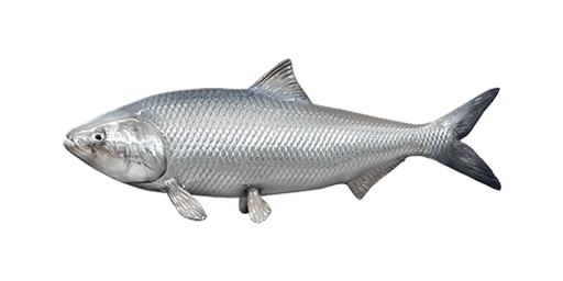 Какая бывает сельдь: названия, разновидности, интересные факты