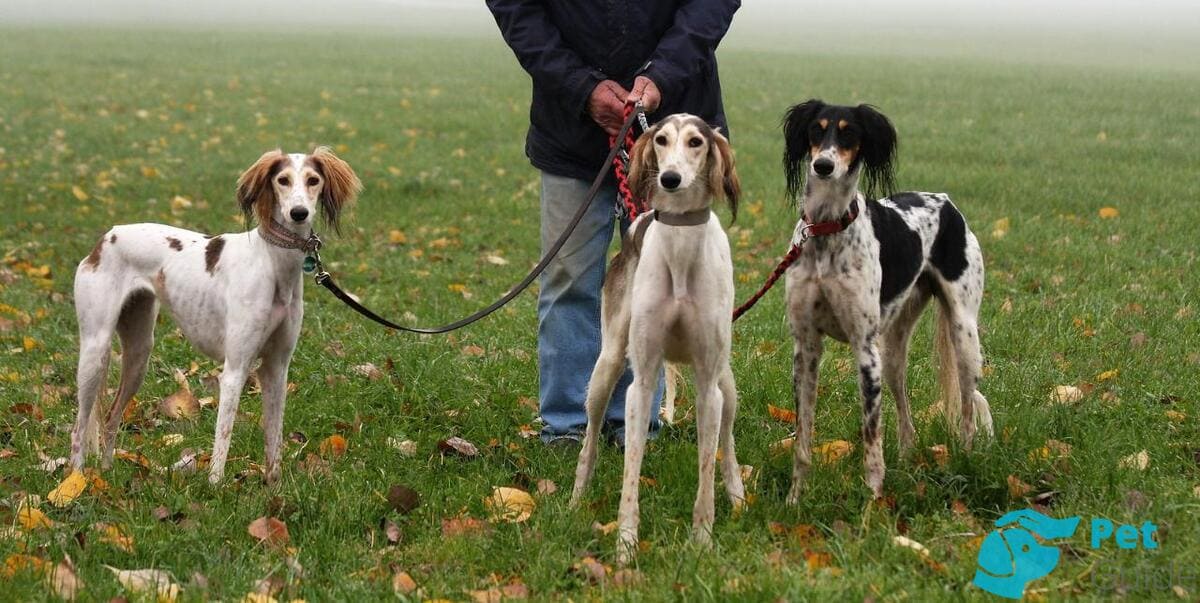 Бега и охота с салюки