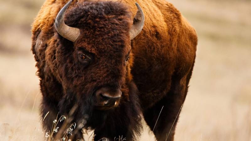 Бизон животное