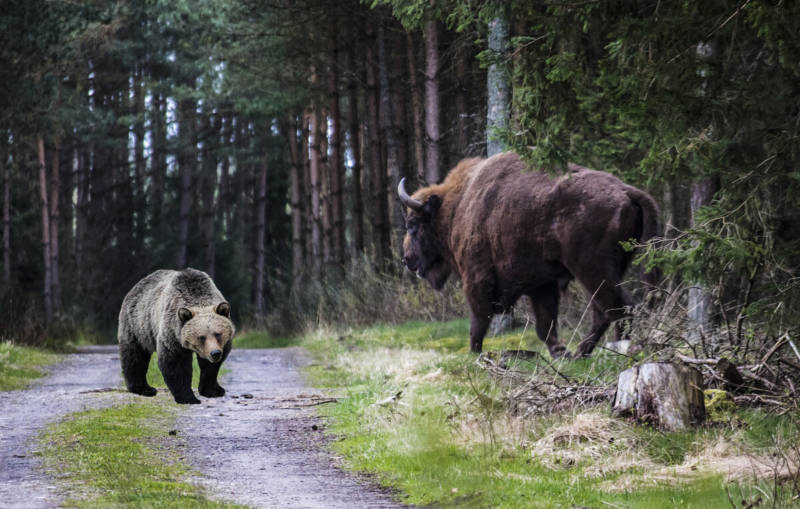 Бизон животное
