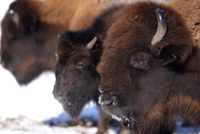 Бизон животное