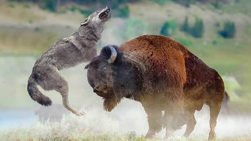 Бизон животное