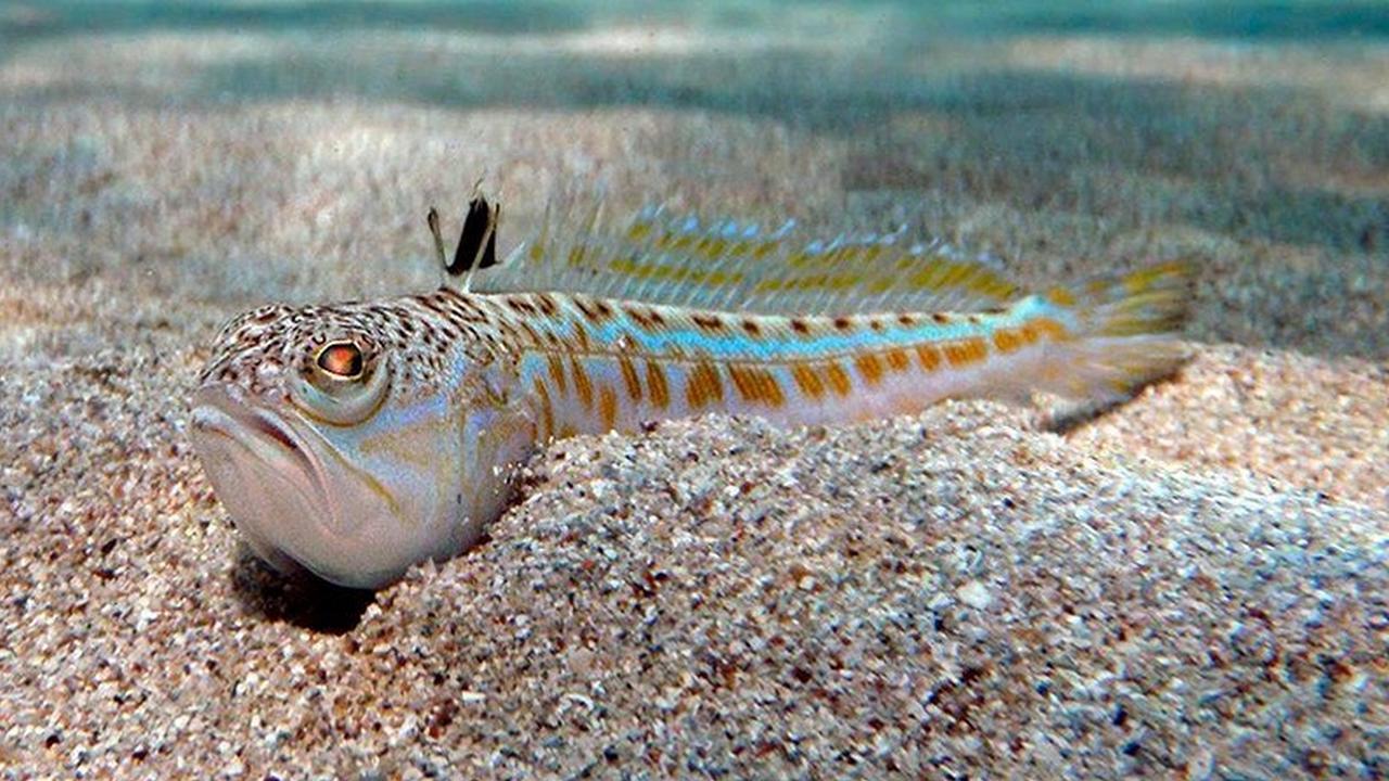 Большой морской дракон самое мерзкое животное, фото Большой морской дракон самое мерзкое животное, фото