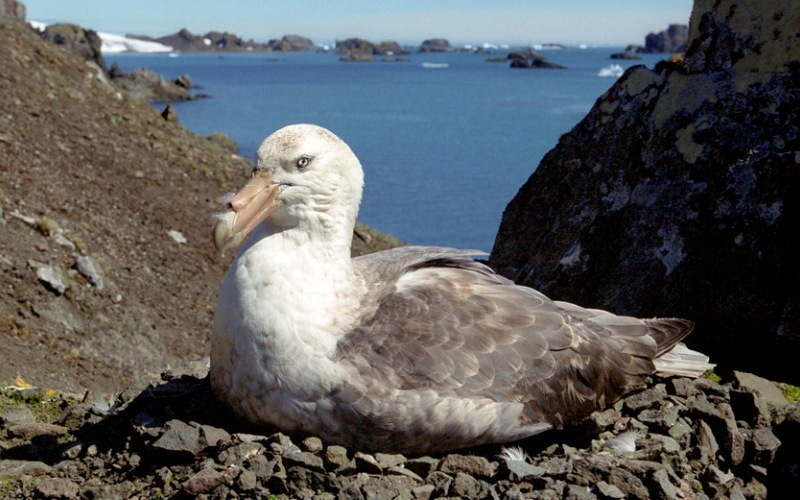Птица буревестник Птица буревестник