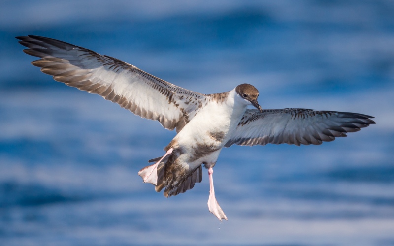 В полете В полете