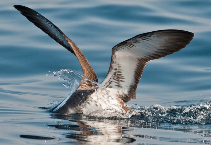 Ловит рыбу Ловит рыбу