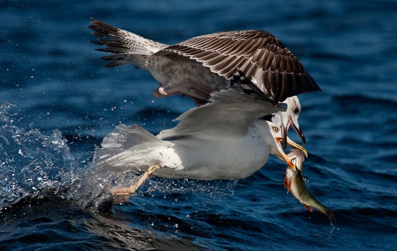 С добычей С добычей