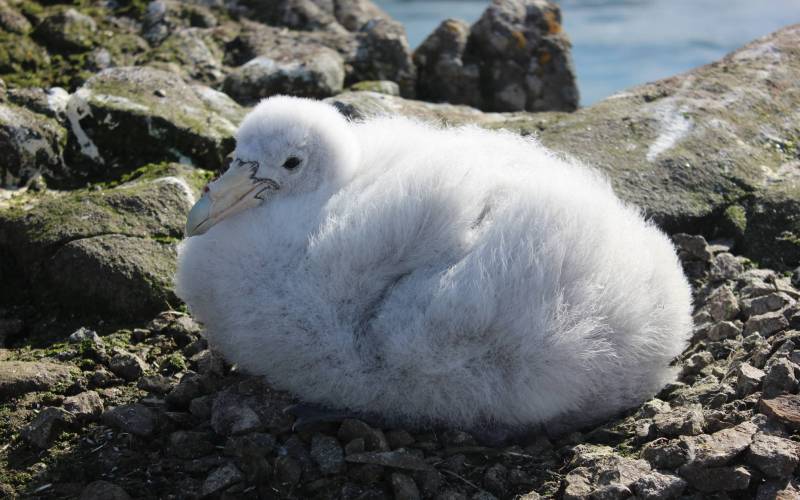Птенец буревестника Птенец буревестника