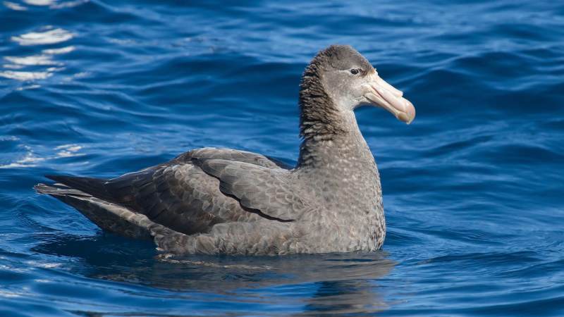 Буревестник в воде Буревестник в воде