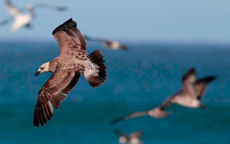 Буревестники над морем Буревестники над морем