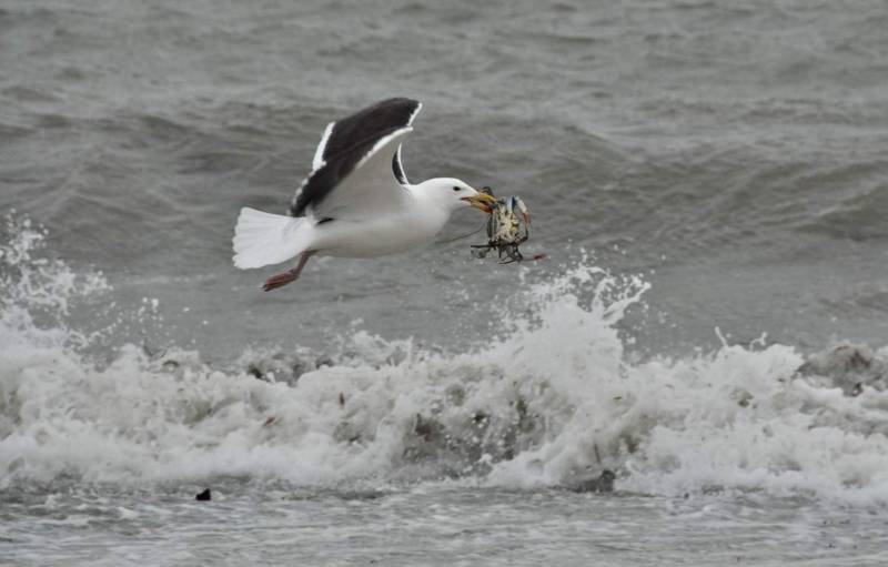 Чайка: описание птицы, виды, внешний вид, питание и размножение