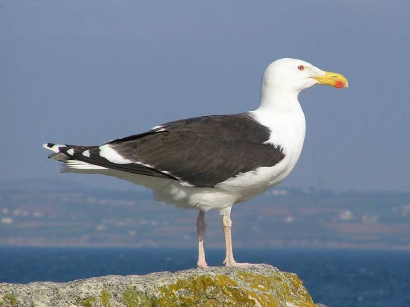 Чайка: описание птицы, виды, внешний вид, питание и размножение