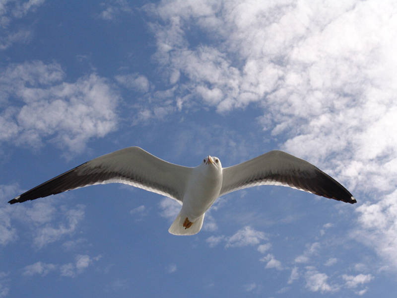 Чайка: описание птицы, виды, внешний вид, питание и размножение