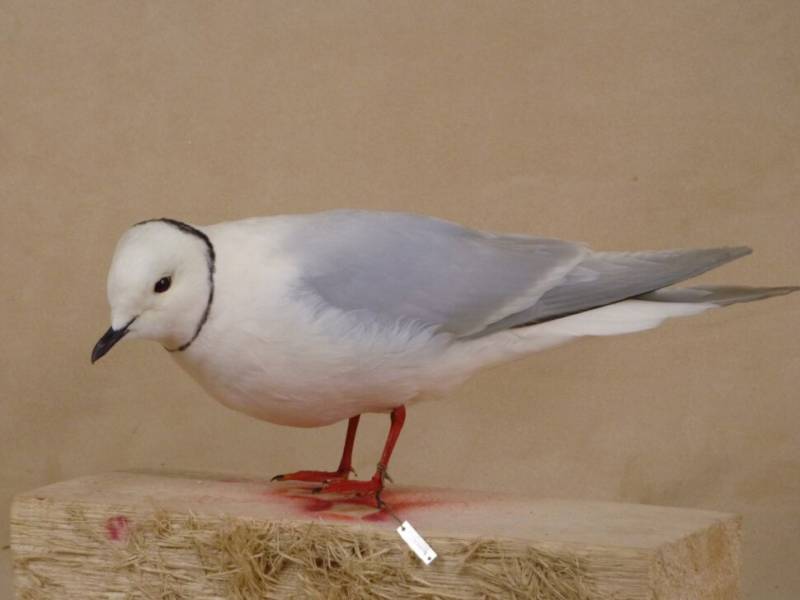 Чайка: описание птицы, виды, внешний вид, питание и размножение