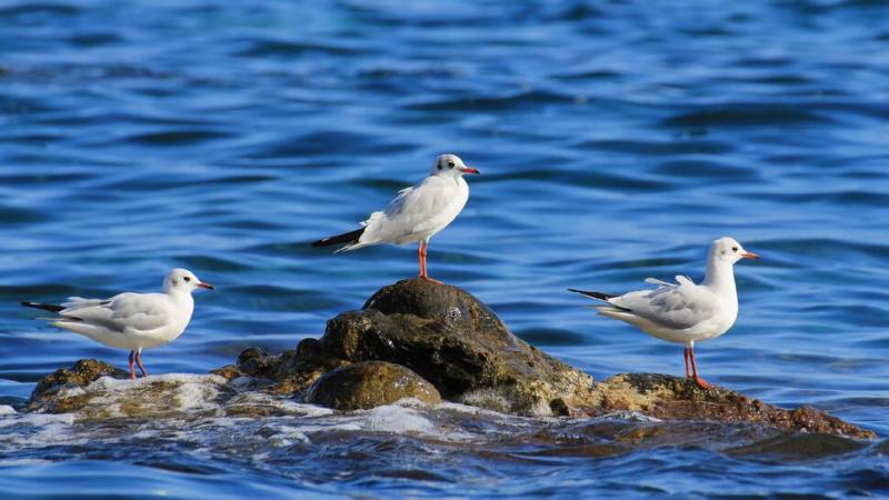 Чайка: описание птицы, виды, внешний вид, питание и размножение