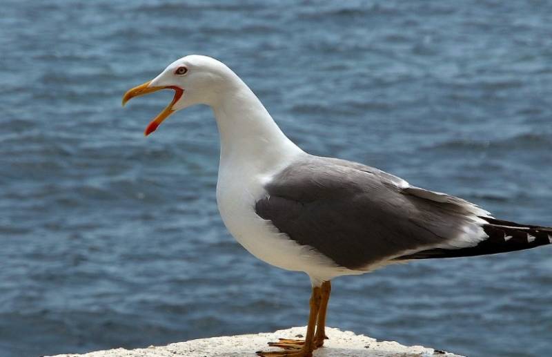 Чайка: описание птицы, виды, внешний вид, питание и размножение