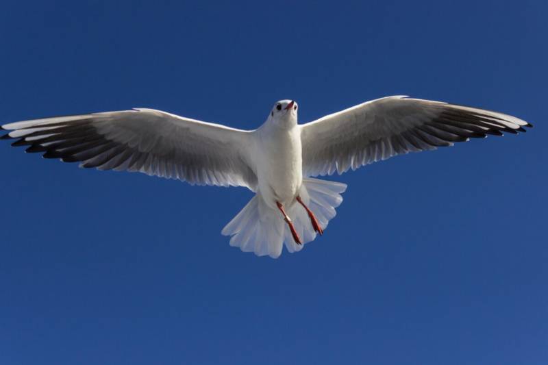 Чайка: описание птицы, виды, внешний вид, питание и размножение