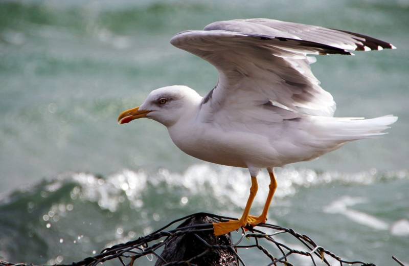 Чайка: описание птицы, виды, внешний вид, питание и размножение