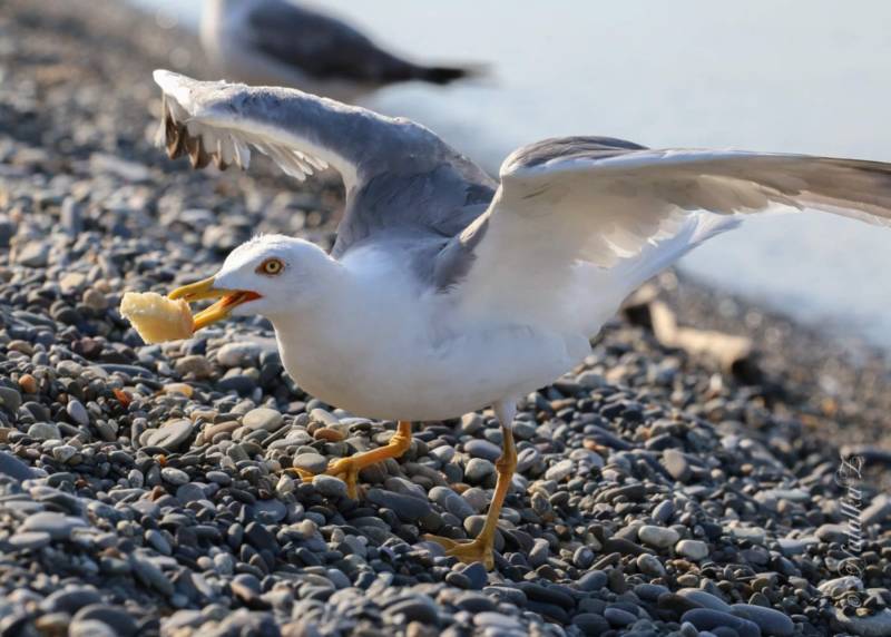 Чайка: описание птицы, виды, внешний вид, питание и размножение
