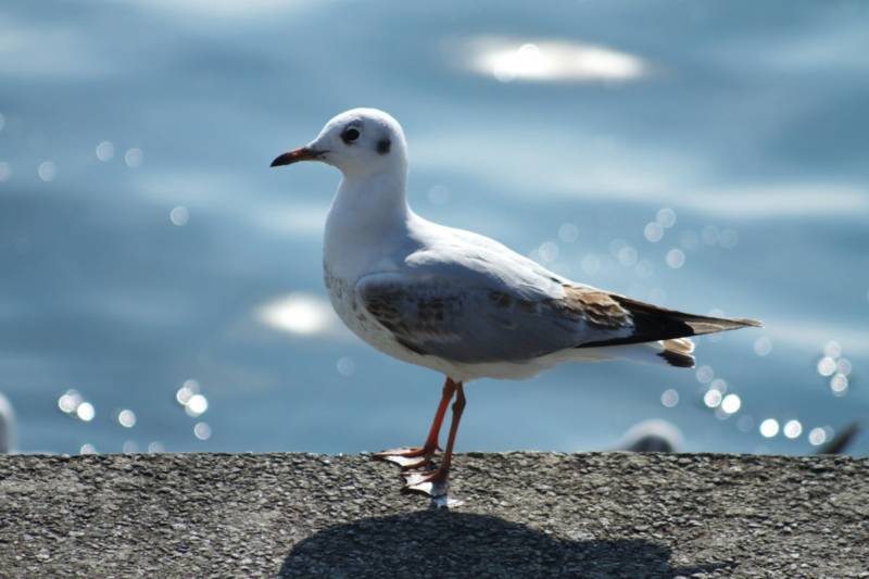 Чайка: описание птицы, виды, внешний вид, питание и размножение