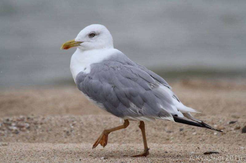 Чайка: описание птицы, виды, внешний вид, питание и размножение