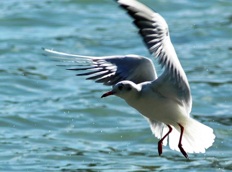 Чайка: описание птицы, виды, внешний вид, питание и размножение