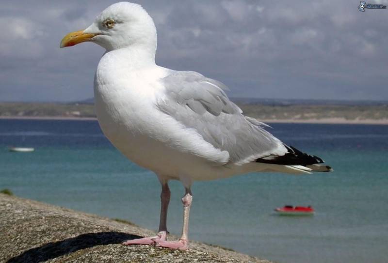 Чайка: описание птицы, виды, внешний вид, питание и размножение