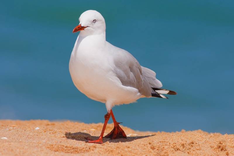 Чайка: описание птицы, виды, внешний вид, питание и размножение