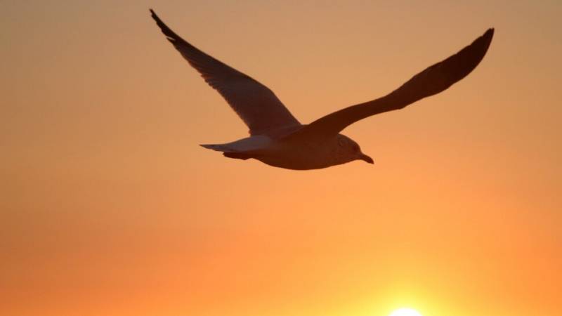 Чайка: описание птицы, виды, внешний вид, питание и размножение