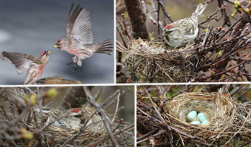 Чечётка в гнезде Чечётка в гнезде