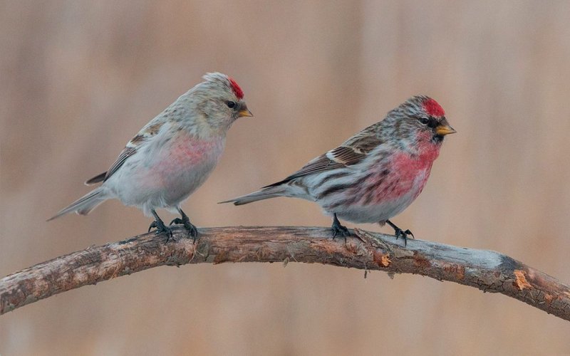 Женщина и мужчина Женщина и мужчина